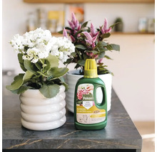 Pokon Bio vloeibare plantenvoeding voor bloeiende kamerplanten naast een witte bloempot op een donker werkblad in een lichte, moderne kamer.