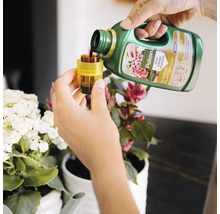 Een persoon giet vloeibare Pokon Bio plantenvoeding voor bloeiende kamerplanten in een gele maatdop bij kamerplanten in potten.