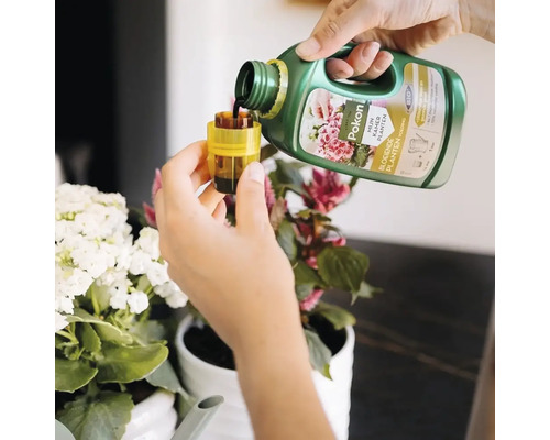 Een persoon giet vloeibare Pokon Bio plantenvoeding voor bloeiende kamerplanten in een gele maatdop bij kamerplanten in potten.