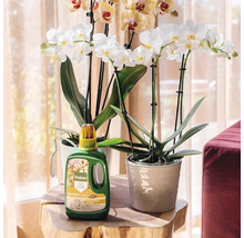Pokon Bio orchideeënvoeding naast bloeiende orchideeën in potten op een houten tafel in een lichte kamer.