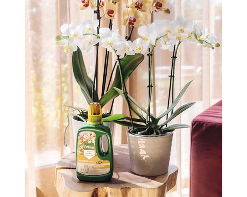 Pokon Bio orchideeënvoeding naast bloeiende orchideeën in potten op een houten tafel in een lichte kamer.