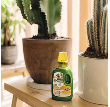 Pokon Bio Cactus en Vetplant voeding in een fles op een houten bankje voor diverse cactussen in potten.