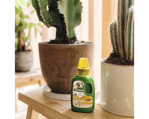 Pokon Bio Cactus en Vetplant voeding in een fles op een houten bankje voor diverse cactussen in potten.