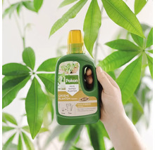 Hand houdt een fles van 1 liter Pokon Bio vloeibare voeding voor groene kamerplanten vast voor een groene kamerplant.