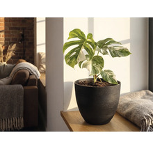 Monstera Deliciosa Variegata in een donkere plantenpot op een houten plank in een lichte woonkamer.