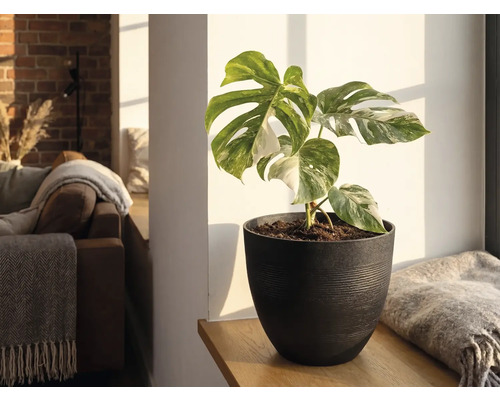Monstera Deliciosa Variegata in een donkere plantenpot op een houten plank in een lichte woonkamer.