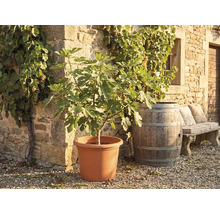 Vijgenboom in een grote plantenpot voor een stenen muur met druivenranken, een houten vat en een stenen bank.