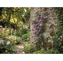 Groen waaiervormig klimrek met paarse klimrozen tegen een natuurstenen muur in een lichte tuin.