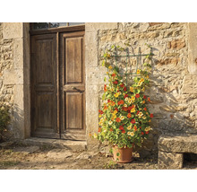 Klimrek tegen een natuurstenen muur naast een houten deur, beplant met Oost-Indische kers in een terracotta pot.