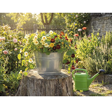 Een verzinkte metalen emmer beplant met kleurrijke Oost-Indische kers op een boomstomp in een zonnige tuin naast een gieter.