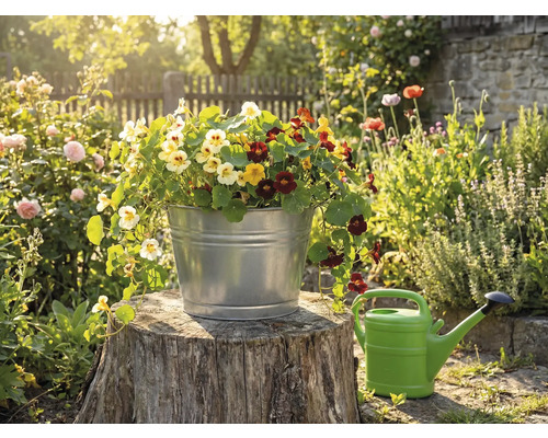 Een verzinkte metalen emmer beplant met kleurrijke Oost-Indische kers op een boomstomp in een zonnige tuin naast een gieter.