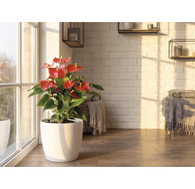 Anthurium plant met rode bloemen in een witte pot op een houten vloer in een lichte kamer met een witte bakstenen muur.