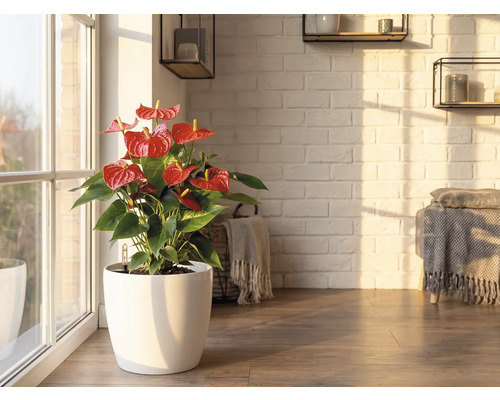 Anthurium plant met rode bloemen in een witte pot op een houten vloer in een lichte kamer met een witte bakstenen muur.