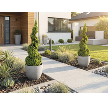 Moderne voortuin met spiraalvormige buxusbomen in grijze potten langs een licht pad met siergrassen en boomschors.