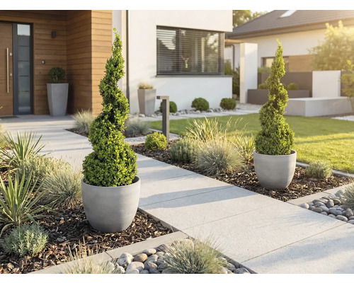 Moderne voortuin met spiraalvormige buxusbomen in grijze potten langs een licht pad met siergrassen en boomschors.