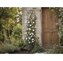 Zwart metalen klimsteun tegen een stenen muur met witte klimroos naast een houten deur in de tuin.