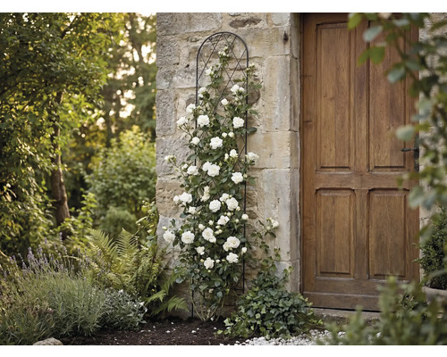 Zwart metalen klimsteun tegen een stenen muur met witte klimroos naast een houten deur in de tuin.