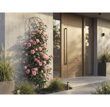 Klimrozen aan een metalen klimhulp naast een moderne houten voordeur tegen een lichte betonnen muur.