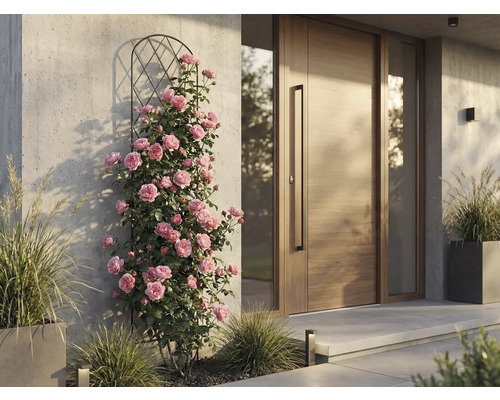 Klimrozen aan een metalen klimhulp naast een moderne houten voordeur tegen een lichte betonnen muur.