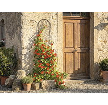 Gebogen metalen klimhulp met een bloeiende klimplant tegen een rustieke stenen muur naast een houten deur.