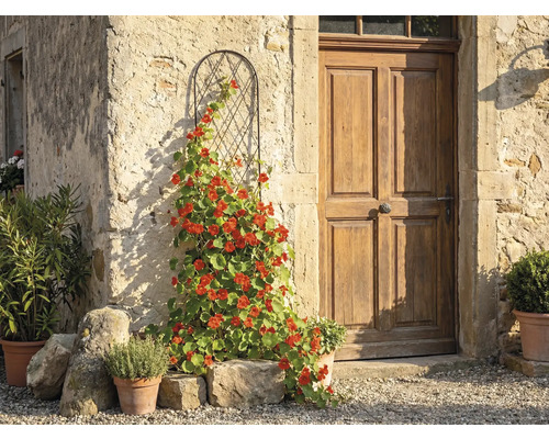 Gebogen metalen klimhulp met een bloeiende klimplant tegen een rustieke stenen muur naast een houten deur.