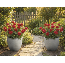 Twee grijze, geribbelde plantenbakken met rode rozen staan langs een stenen tuinpad in een zonnige tuin met een houten hek.