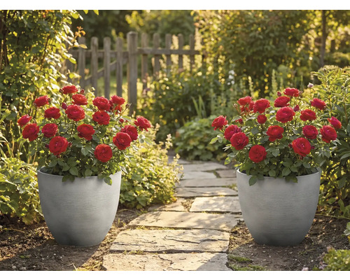 Twee grijze, geribbelde plantenbakken met rode rozen staan langs een stenen tuinpad in een zonnige tuin met een houten hek.
