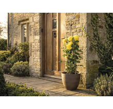 Gele klimroos in een bruine plantenbak voor een huisingang met natuurstenen muur en houten deur.