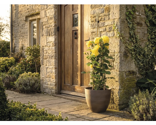 Gele klimroos in een bruine plantenbak voor een huisingang met natuurstenen muur en houten deur.