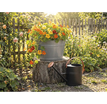 Zinken teil met Oost-Indische kers op een boomstam naast een zwarte metalen gieter in een zonnige tuin met houten hek.