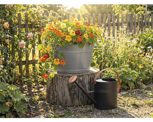 Zinken teil met Oost-Indische kers op een boomstam naast een zwarte metalen gieter in een zonnige tuin met houten hek.