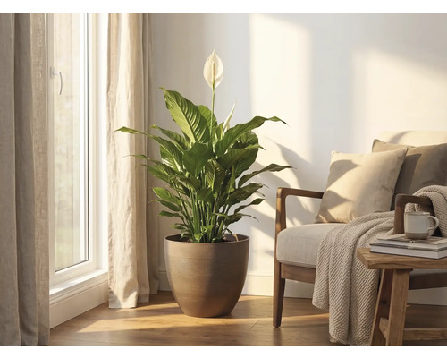 Lepelplant kamerplant in een ronde bruine pot staat in een lichte woonkamer naast een fauteuil bij een raam.