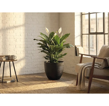 Lepelplant (Spathiphyllum) in een donkere bloempot met textuur in een lichte kamer met witte bakstenen muur en houten vloer.