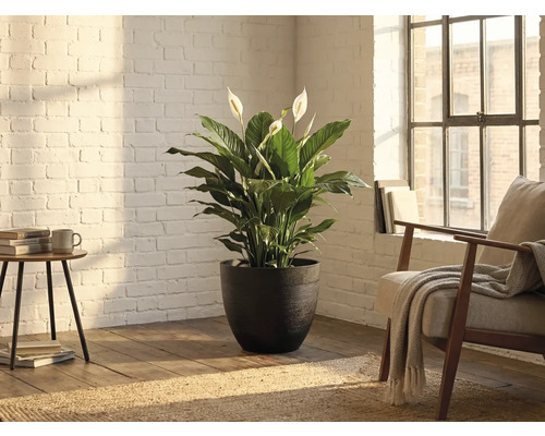 Lepelplant (Spathiphyllum) in een donkere bloempot met textuur in een lichte kamer met witte bakstenen muur en houten vloer.