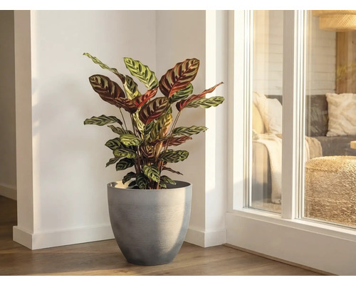 Calathea kamerplant met patroonbladeren in een grijze plantenpot in een lichte kamerhoek naast een raam.