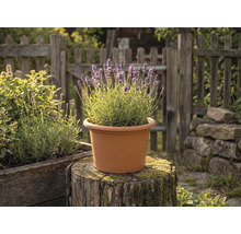 Bloeiende lavendelplant in een terracotta-kleurige ronde kunststof pot op een boomstam in een tuin met houten hek.