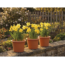 Drie potten met gele narcissen op een stenen muur in een zonnige tuin met een houten hek op de achtergrond.