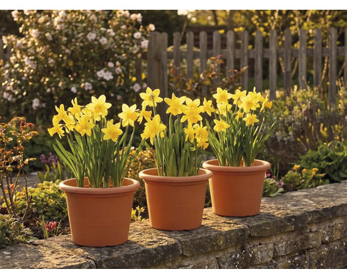 Drie potten met gele narcissen op een stenen muur in een zonnige tuin met een houten hek op de achtergrond.