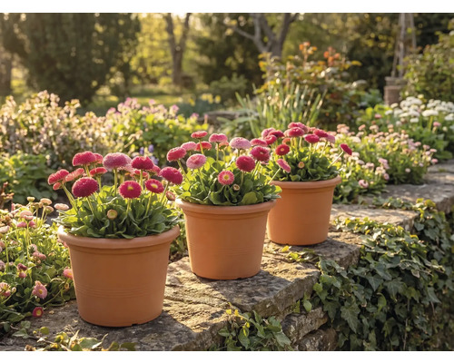 Drie potten met roze madeliefjes (Bellis perennis) op een natuurstenen muur in een lichte, beplante tuin.