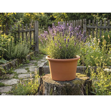 Lavendel in een terracotta pot op een boomstronk in een lichte tuin met een houten hek en stenen pad.