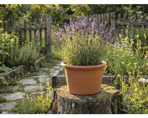 Lavendel in een terracotta pot op een boomstronk in een lichte tuin met een houten hek en stenen pad.