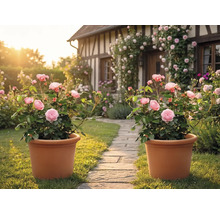 Twee terracotta potten met roze rozenstruiken op een tuinpad van steen voor een vakwerkhuis met klimrozen.