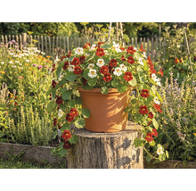 Oost-Indische kers in rood en wit in een terracotta plantenpot op een boomstronk in een lichte tuin.