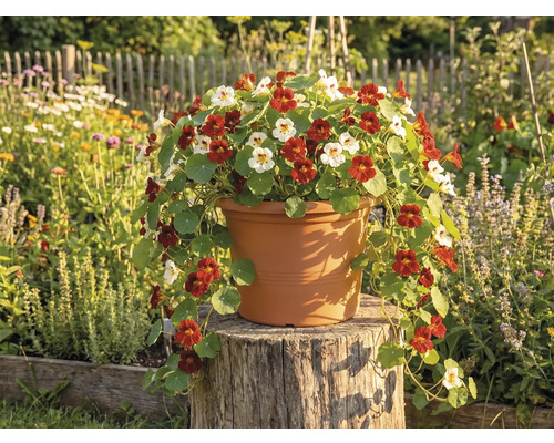 Oost-Indische kers in rood en wit in een terracotta plantenpot op een boomstronk in een lichte tuin.