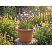 Bloeiende bieslook in een terracotta kunststof pot op een boomstam in een lichte tuin.