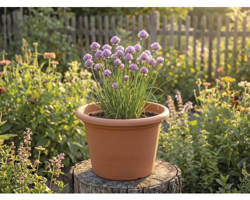 Bloeiende bieslook in een terracotta kunststof pot op een boomstam in een lichte tuin.