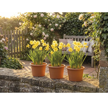 Drie potten met gele narcissen op een stenen muur in een lichte tuin met een houten bank en bloeiende rozen.