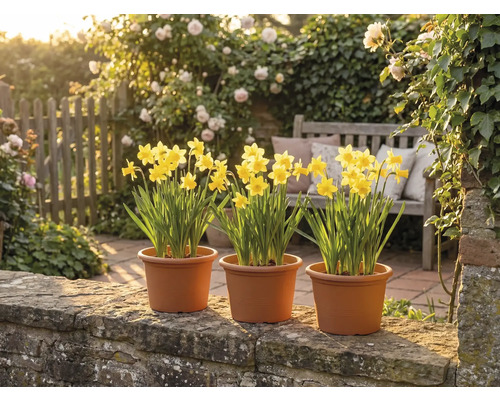 Drie potten met gele narcissen op een stenen muur in een lichte tuin met een houten bank en bloeiende rozen.