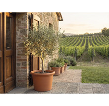 Olijfboom in een grote terracotta pot op een stenen terras voor een natuurstenen muur met uitzicht op een wijngaard.