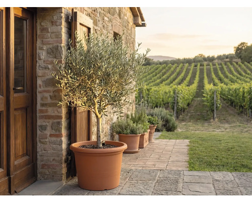 Olijfboom in een grote terracotta pot op een stenen terras voor een natuurstenen muur met uitzicht op een wijngaard.